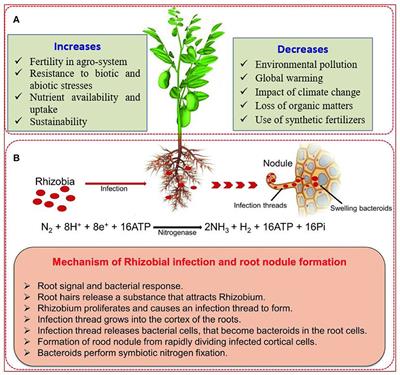 Competency of Rhizobial Inoculation in Sustainable Agricultural Production and Biocontrol of Plant Diseases